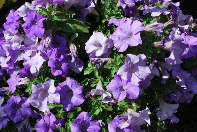 Petunia Surfinia® 'Heavenly Blue'