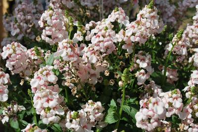 Diascia Sundiascia® 'Upright Blush White'