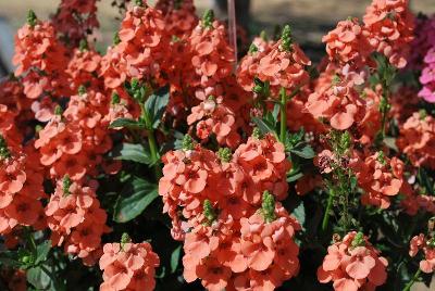 Diascia Sundiascia® 'Upright Peach'