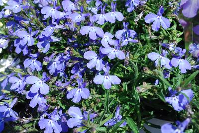 Trailing Blue Sky Lobelia 