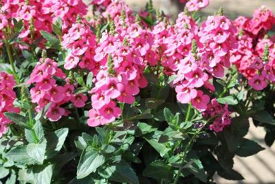 Sundiascia® Diascia Upright Bright Pink 