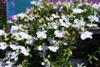 Trailing White Lobelia 