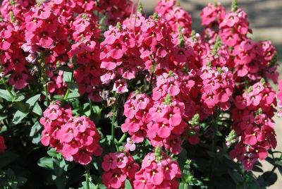 Sundiascia® Diascia Upright Rose Pink 