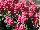 Suntory Flowers, Ltd.: Diascia  'Upright Rose Pink' 