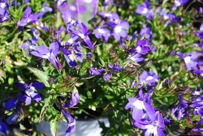 Trailing Blue with Eye Lobelia 