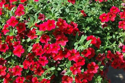 Suntory Flowers, Ltd.: Million Bells® Calibrachoa Trailing Red 