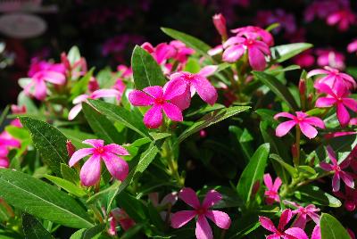 Vinca Soiree™ Kawaii 'Pink'