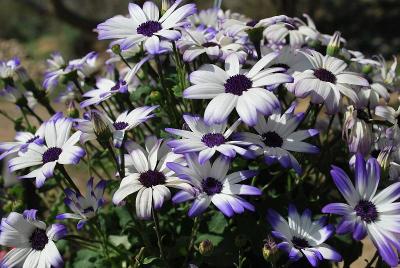 Pericallis Senetti® 'Blue Eye'