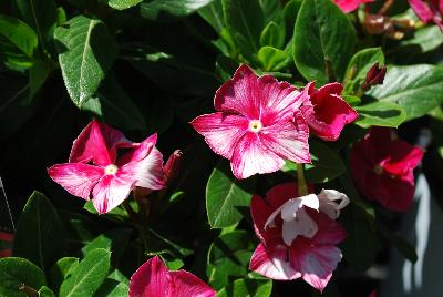 Vinca Soiree™ Crown 'Rose'