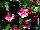Suntory Flowers, Ltd.: Vinca  'Rose' 