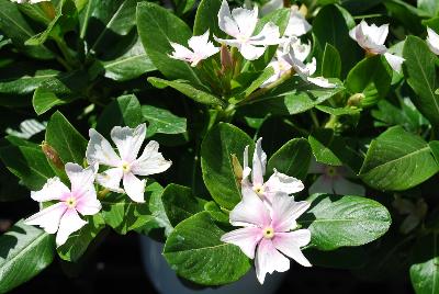 Soiree™ Double Vinca White 