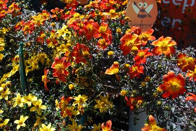 Bidens Beedance&trade; Sizzling Color: From The Suntory Collection @ Ventura Botanical Gardens, Spring Trials 2015.  Sizzling Color!