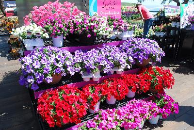 Surfinia Double&reg; Petunia: From The Suntory Collection @ Ventura Botanical Gardens, Spring Trials 2015.  One of a kind beauty.