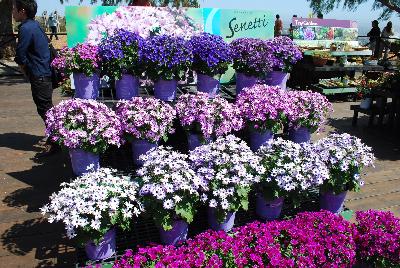 Pericallis: From The Suntory Collection @ Ventura Botanical Gardens, Spring Trials 2015.