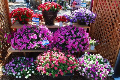 From the Suntory Collection, 2015: From The Suntory Collection @ Ventura Botanical Gardens, Spring Trials 2015.  Surfinia Sumo&reg; Petunias.