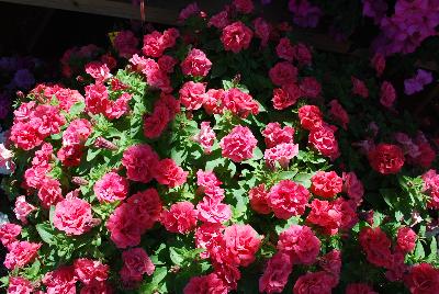 Surfinia® Summer Double™ Petunia Salmon 