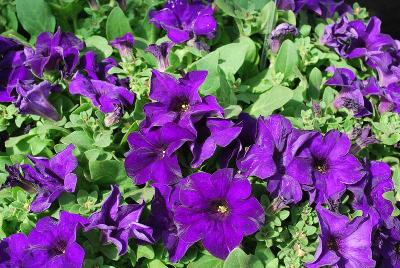 Suntory Flowers, Ltd.: Surfinia® Petunia Purple Majesty 