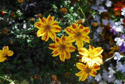 Beedance™ Bidens Red Stripe 