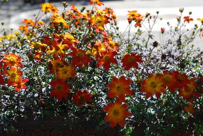 Beedance™ Bidens Painted Red 