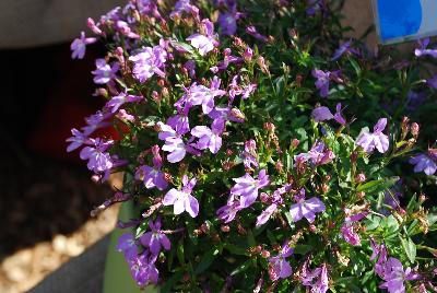 Lobelia Suntory® 'Compact Pink'