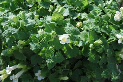 Lophospermum Lofos® 'Compact White'