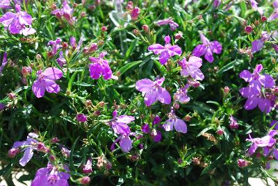 Lobelia Suntory® 'Trailing Pink'