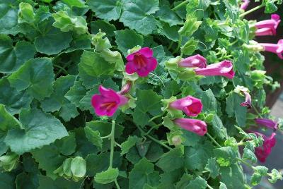 Lophospermum Lofos® 'Compact Rose'