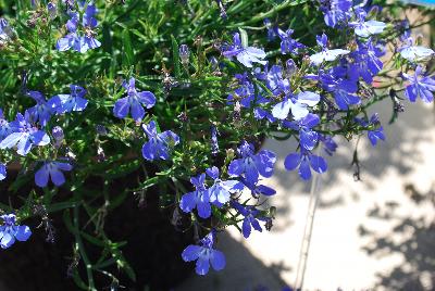 Lobelia Suntory® 'Trailing Sky Blue'