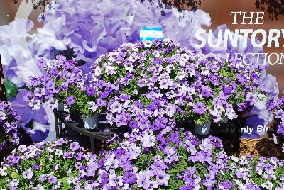 Suntory Flowers, Ltd.: Surfinia® Petunia Heavenly Blue 