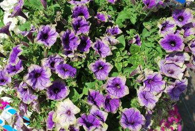 Moonlight Eclipse™ Petunia Blue with Green Edge 