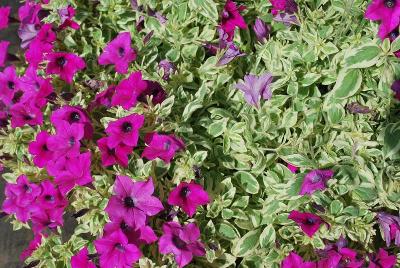 Petunia Surfinia® 'Variegated Baby Purple'