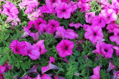 Suntory Flowers, Ltd.: Surfinia Sumo™ Petunia Pink 