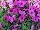 Suntory Flowers, Ltd.: Petunia  'Pink' 