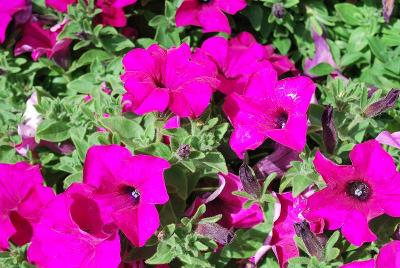 Suntory Flowers, Ltd.: Surfinia Sumo™ Petunia Plum 