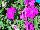 Suntory Flowers, Ltd.: Petunia  'Bold Lilac' 