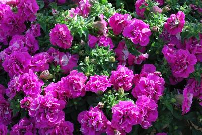 Suntory Flowers, Ltd.: Surfinia® Summer Double™ Petunia Rose 