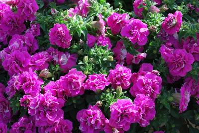 Surfinia® Summer Double™ Petunia Rose 