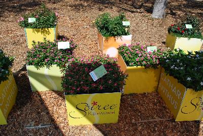 From the Suntory Collection, 2015: From The Suntory Collection @ Ventura Botanical Gardens, Spring Trials 2015.
