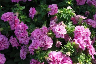 Suntory Flowers, Ltd.: Surfinia® Summer Double™ Petunia Pink 