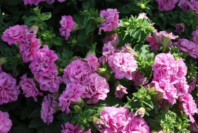 Surfinia® Summer Double™ Petunia Pink 