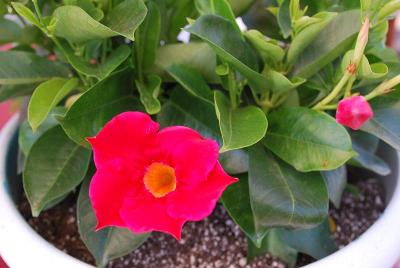 Dipladenias Sundenia® 'Coral'