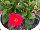 Suntory Flowers, Ltd.: Dipladenias  'Coral' 