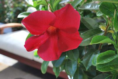 Sundenia® Dipladenias Red 