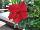Suntory Flowers, Ltd.: Dipladenias  'Red' 