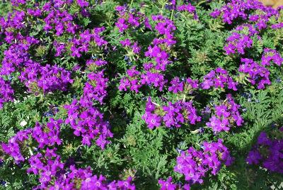 Suntory Flowers, Ltd.: Tapien® Verbena Blue Violet Improved 