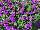 Suntory Flowers, Ltd.: Verbena  'Blue Violet Improved' 