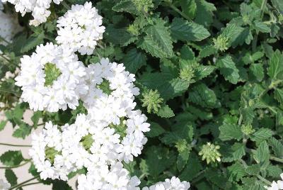 Verbena Temari® 'Patio White Improved'