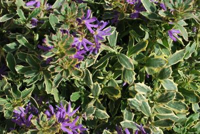 Scaevola Surdiva® 'Variegated Blue'