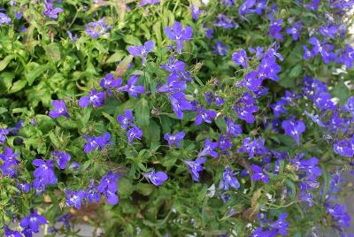 Lobelia Suntory® 'Compact Blue'