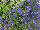 Suntory Flowers, Ltd.: Lobelia  'Compact Blue' 
